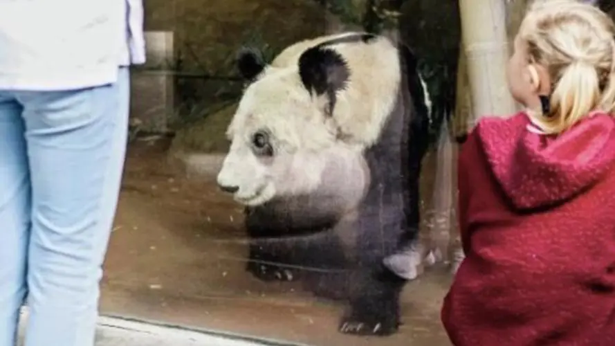 大熊猫“乐乐”死因初步确定了！